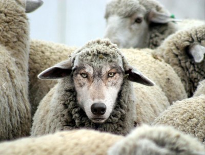 wolf in sheeps clothing