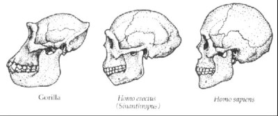 Homo Sapiens
