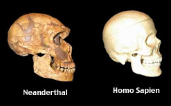 neanderthal_skull_vs_homo_sapiens_skull